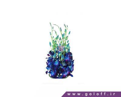 product 696 dendrobium orchids blueberry